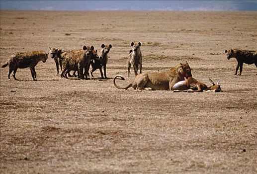 非洲狮,狮子,进食,斑点土狼,斑鬣狗,塞伦盖蒂国家公园,坦桑尼亚