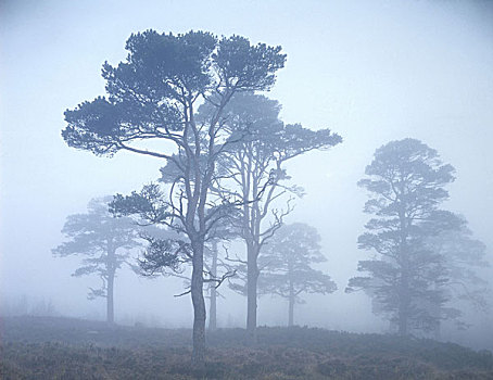 松树,雾
