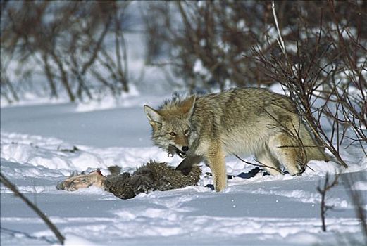丛林狼,犬属,雪中,落基山脉,北美