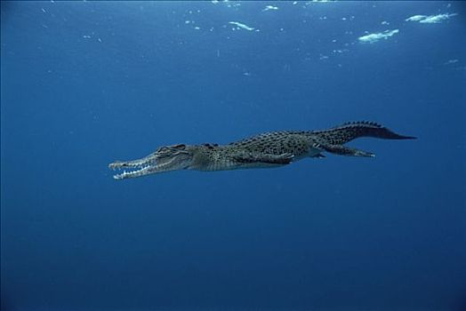 咸水鳄,湾鳄,幼小,岛屿,巴布亚新几内亚