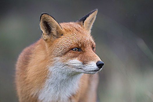 红狐,狐属,头像,莱茵兰普法尔茨州,德国,欧洲