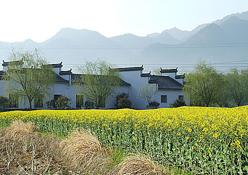 皖南油菜花风景