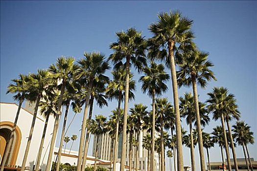 棕榈树,正面,车站,联盟火车站,洛杉矶,加利福尼亚,美国