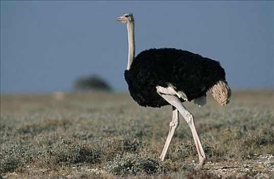 鸵鸟,雄性,埃托沙国家公园,纳米比亚,鸵鸟属