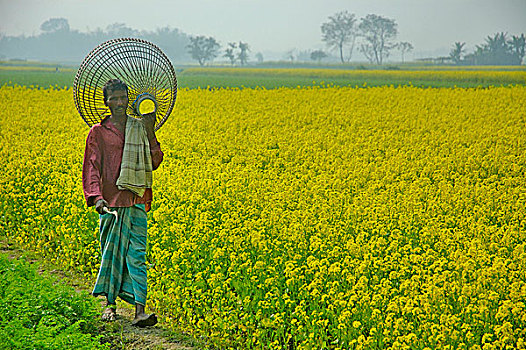孟加拉人,农工,传统,球衣,篮子,房子,小,鸡,走,芥末,地点,孟加拉,十二月,2007年