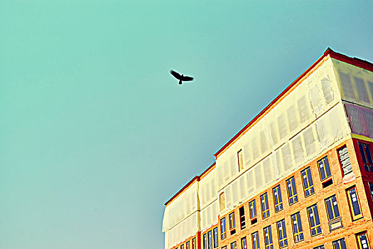 剪影,飞鸟,上方,建筑,施工,蓝天