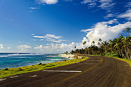沿岸,道路,棕榈树