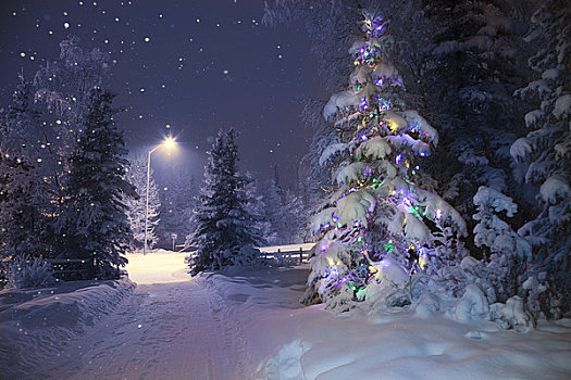 装饰,圣诞树,私家车道,家,夜晚,阿拉斯加,冬天