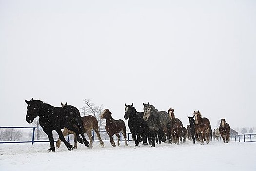 训练,重,马,雪地