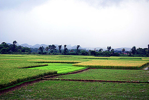 稻田,孟加拉,一月,2007年