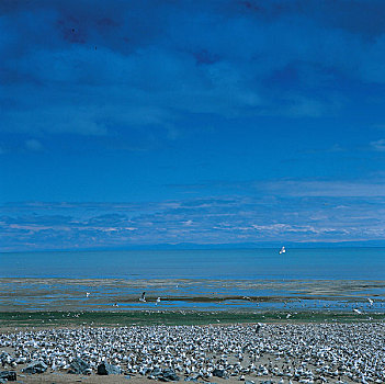 青海,湖,鸟,海滩