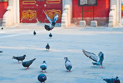 北京地坛公园的鸽子