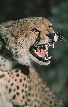 印度豹,纳米比亚,猎豹