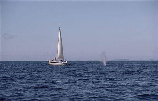 蓝鲸,喷涌,靠近,帆船