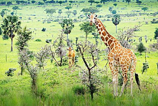 长颈鹿,看镜头,羚羊,背景,秋天,国家公园,乌干达