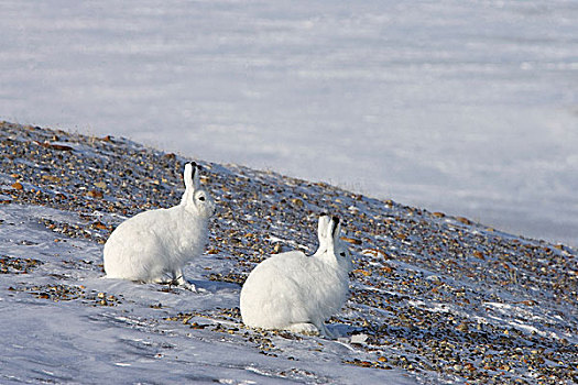 北极兔,兔属,一对,岛屿,加拿大