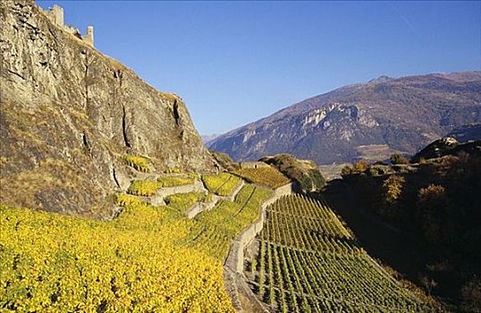 城堡,高处,葡萄园,瓦莱,瑞士