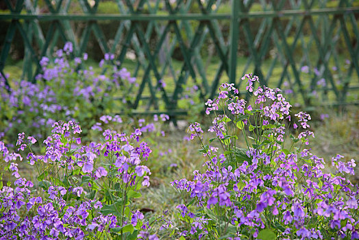 紫花栅栏