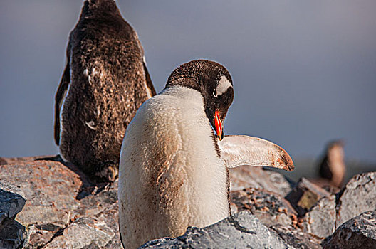 南极冰川巴布亚企鹅金图企鹅在岩石上