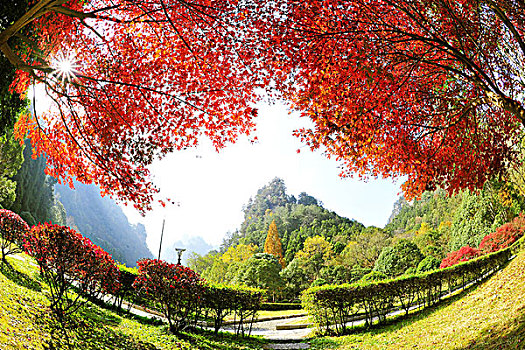 逆光中看的红色枫树秋景