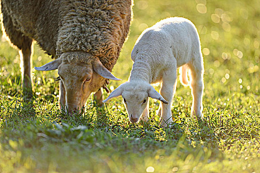 特写,绵羊,羊羔,牧场,春天,巴伐利亚,德国