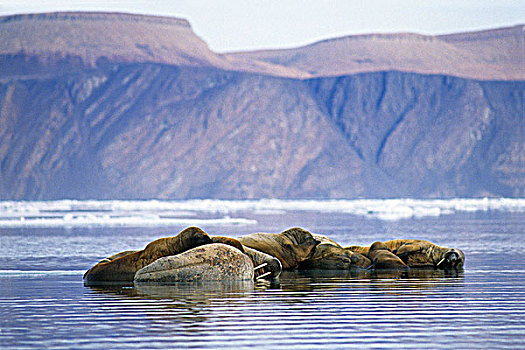 海象,浮冰,亚历山大,峡湾,艾利斯摩尔岛,加拿大,极北地区