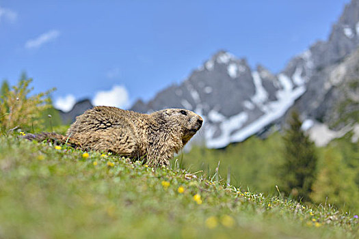 阿尔卑斯山土拨鼠,阿尔卑斯草甸,山景,萨尔茨卡莫古特,奥地利,欧洲