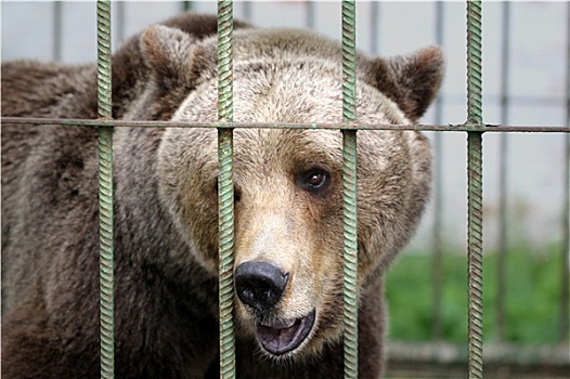 棕熊,笼子