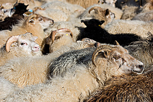 羊群,拥挤,畜栏,绵羊,迁徙,靠近,冰岛,欧洲