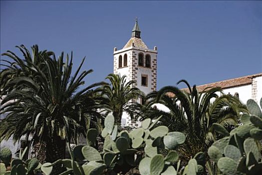 棕榈树,仙人掌,正面,圣马利亚,教堂,富埃特文图拉岛,西班牙