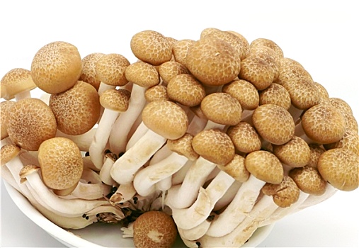 日本,蘑菇,隔绝