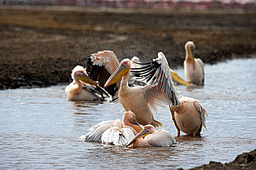 白鹈鹕,群,生物群,纳库鲁湖,肯尼亚