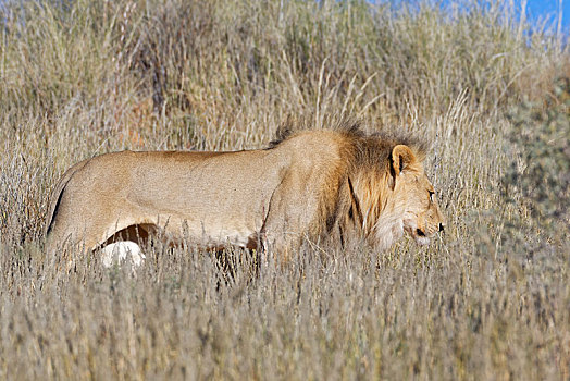非洲狮,狮子,成年,雄性,走,高,干草,卡拉哈迪大羚羊国家公园,北开普,南非,非洲