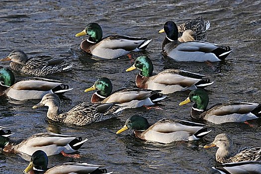 野鸭,里多河,渥太华,安大略省,加拿大