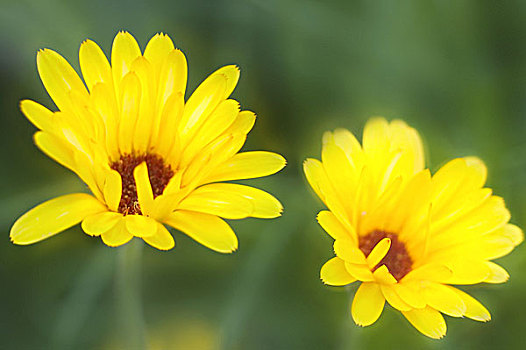 特写,两个,花