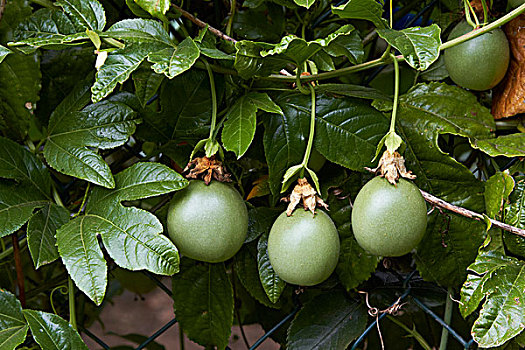 西番莲果,植物