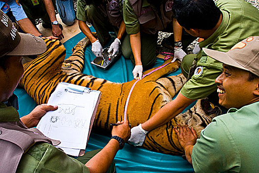 测量,苏门答腊岛,虎,苏门答腊虎,自然资源,省,印度尼西亚,六月,2008年
