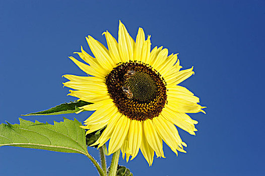 蜜蜂,坐,向日葵