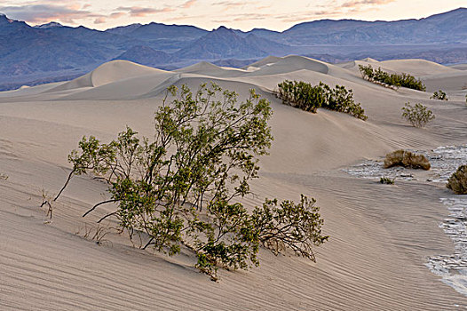 沙丘,死谷,加利福尼亚
