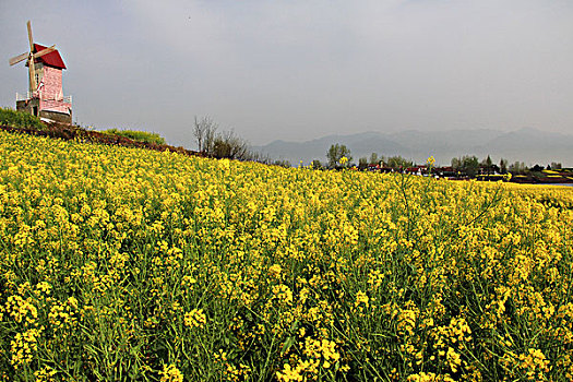 油菜花