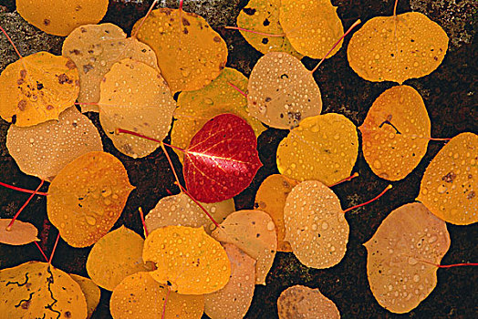 秋天,白杨,叶子,褐色,室外,黑色背景,石头,一个,鲜明,红叶,中心