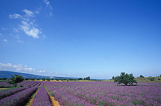 薰衣草,狭叶熏衣草,薰衣草种植区,靠近,普罗旺斯,法国,欧洲