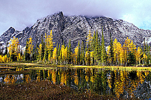 落叶松属植物,秋色,反射,湖,库特尼国家公园,不列颠哥伦比亚省,加拿大
