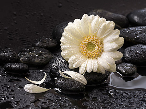 白花,黑色背景,石头