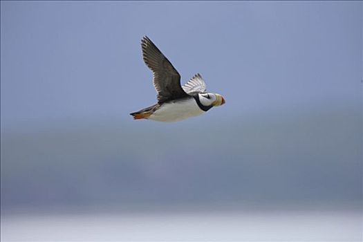 有角,角嘴海雀,成年,飞,卡特麦国家公园,阿拉斯加