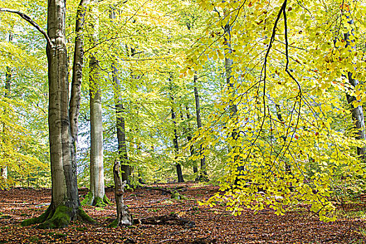 秋天,山毛榉,树林,黑森州,德国,欧洲