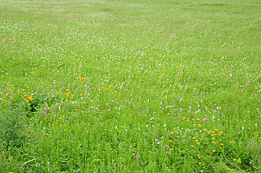 承德,坝上,草原,花海,原野,开阔,河流,植被,牧场