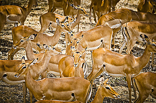 非洲,东非,坦桑尼亚,塔兰吉雷国家公园,动物,牧群,黑斑羚