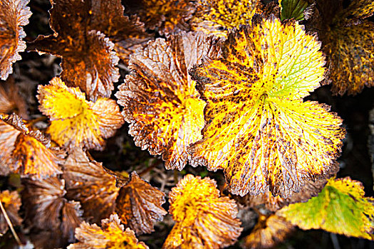 秋色,苔原,叶子,靠近,河,布鲁克斯山,阿拉斯加,美国