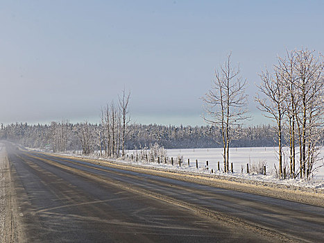 树,道路,不列颠哥伦比亚省,公路,加拿大